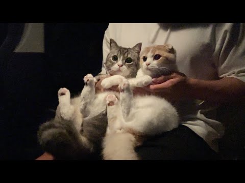 【緊急】台風で停電したため猫たちと一緒に避難しました…(YouTube)