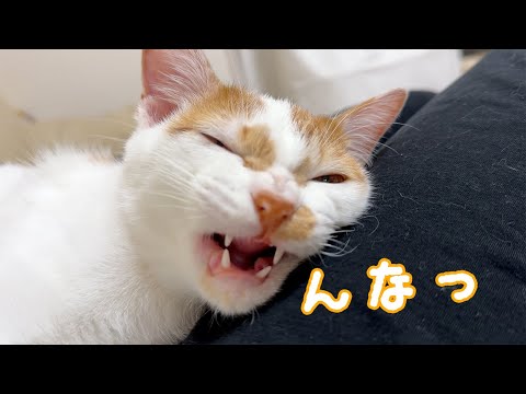 ママの上でくつろぎながらお返事する子猫が可愛すぎる…！(YouTube)