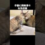 子猫に興味津々で近づきまくる先住猫　#shorts(YouTube)