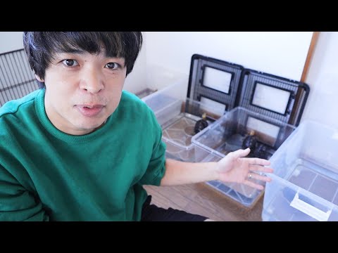 中国に生息する貴重なカメをお迎えしました(YouTube)