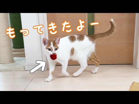 お気に入りのボールを持って歩くようになった子猫(YouTube)
