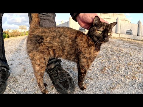 足にスリスリしてくるサビ猫ちゃんと一緒に見晴らしの良い高台に登る(YouTube)