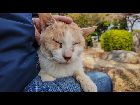 公園のベンチに猫がいたので撫でると他の猫も寄ってきた(YouTube)