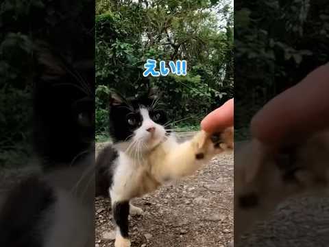 怖がりな仔猫が可愛すぎる！(YouTube)