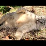 アザラシみたいな猫が土手をノシノシと登って甘えに来てくれた(YouTube)