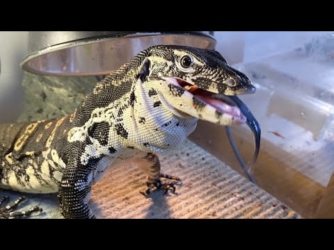 突然変異で生まれた目が真っ黒なオオトカゲがやっぱり変…だけど可愛い(YouTube)