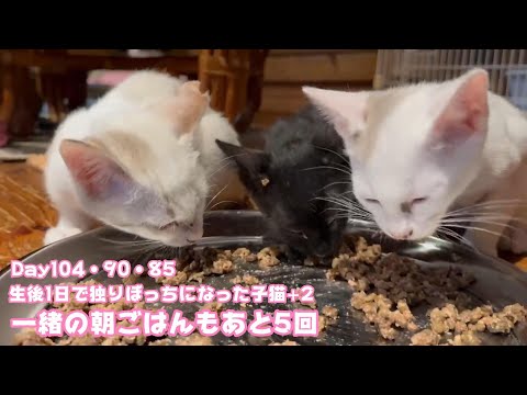 一緒に朝ごはんもあと5回になりました 生後1日で独りぼっちになった子猫+2 Day104・90・85　コマちゃんは3か月になりました【2023 11 27-1】(YouTube)