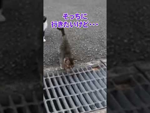 仔猫が勇気を出して…ジャンプ！(YouTube)