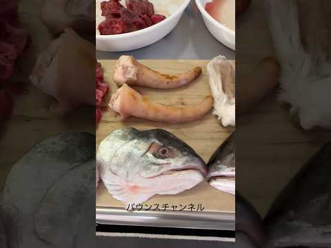 閲覧注意⚠️今日のピットブルの朝ごはん #ピットブル(YouTube)