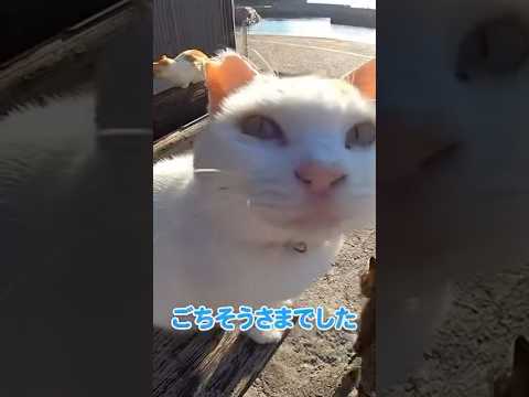 ご飯食べて満足そうな猫様(YouTube)