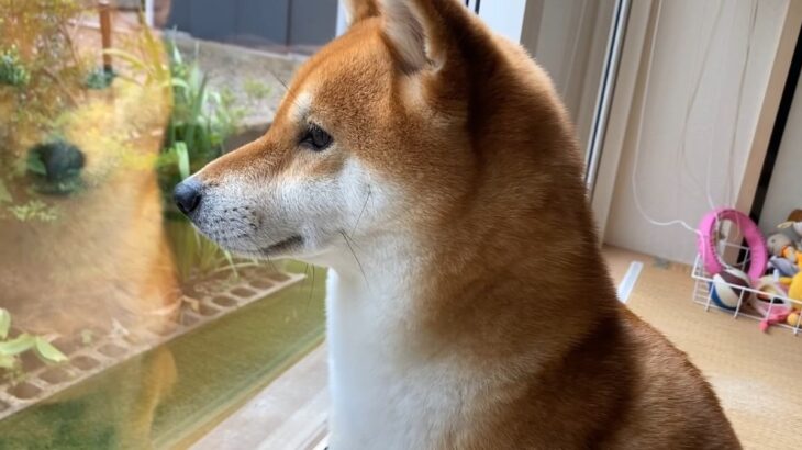 お父さんを見送る柴犬『パパぁ、パパぁーん』　泣き叫ぶ姿が「絶対喋ってる」「犬か疑うレベルw」と68万再生突破(ブログ)