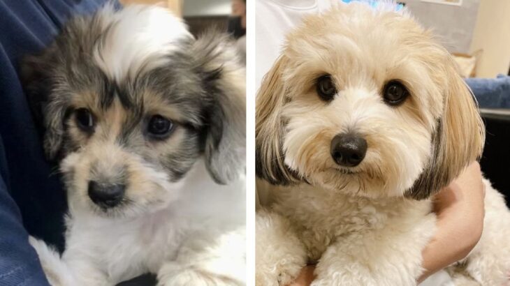 うちの子記念日のかわいいワンコさん♡別犬のようなお姿に度肝を抜かれる！(ブログ)