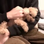 『おかえり～！』3日ぶりに犬と飼い主が再会したら…可愛すぎるお出迎えに367万人悶絶「母性持て余すわ」「最高に可愛い」(ブログ)
