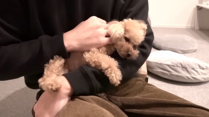 『おかえり～！』3日ぶりに犬と飼い主が再会したら…可愛すぎるお出迎えに367万人悶絶「母性持て余すわ」「最高に可愛い」(ブログ)
