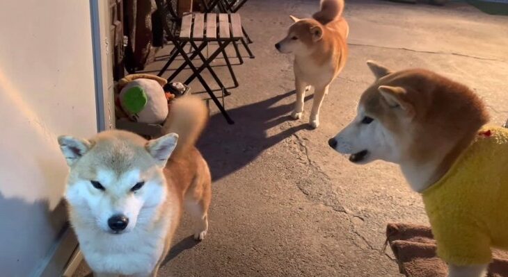 犬語で必死に説明する姉柴とめげない弟柴「目線をそらしてやり過ごす姿が笑えちゃう」(ブログ)