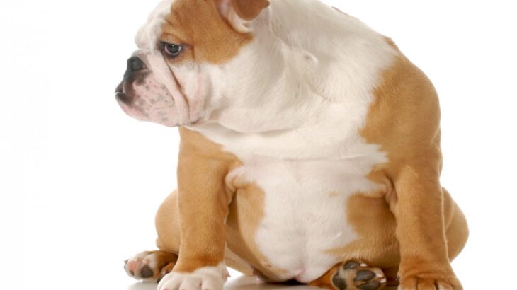 犬がお尻をこすらせる『お尻歩き』どんな意味があるの？4つの理由や注意すべき症状とは(ブログ)