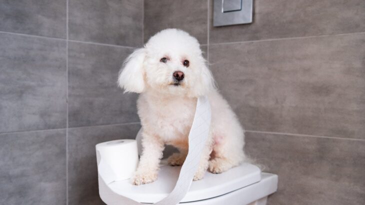 犬の『便秘サイン』4選　お通じが悪いときに見せる仕草や行動、改善する対策も(ブログ)