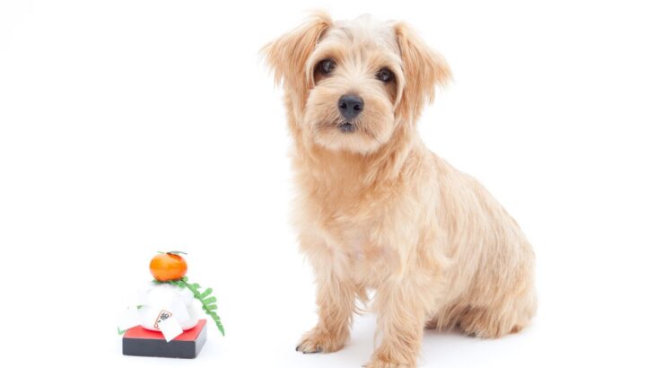 犬は『おもち』を食べても大丈夫？絶対にしてはいけない与え方や注意すべきポイントを解説(ブログ)