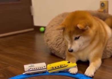 柴犬と衝突事故で列車が次々に脱線！大惨事にも動じない姿がクセになると話題「事故ですｗ」「何だね？って顔するの好き」(ブログ)