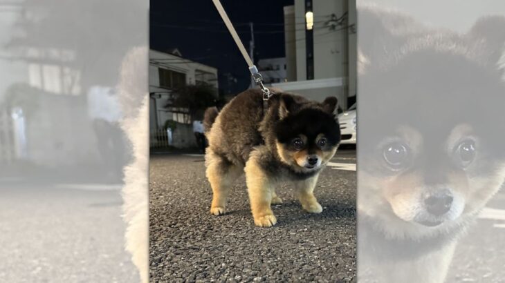 『散歩中に石化した犬』家に帰ろうとすると一切動かなくなってしまった姿が話題に(ブログ)