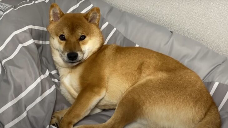 爆睡中の犬に『散歩』と言ったらどうなる？　850万回再生を記録した可愛すぎる反応「人間みたい笑」「玄関で待ってんのヤバイ」(ブログ)