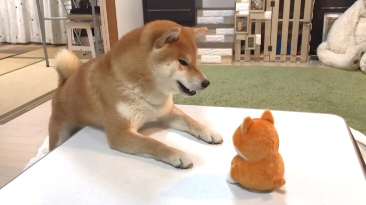 柴犬に『真似するおもちゃ』をプレゼントした結果…会話を始める2匹に318万人が胸キュン「大爆笑した」「異常なかわいさ」(ブログ)