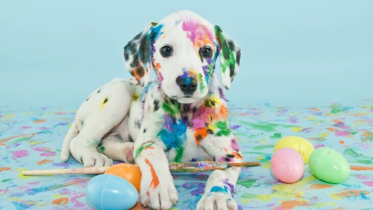 犬にも『好きな色』がある？3つのカラーと苦手とされている色まで解説(ブログ)