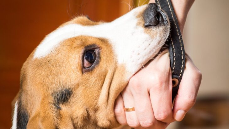 犬が『嫌な気持ちです』と飼い主に伝えているサイン4選　その仕草や行動に「無理にやってたかも」「気を付けます」(ブログ)