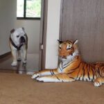 部屋にトラがいたら犬はどうする…？ドッキリを仕掛けた結果、2匹の反応に206万人大爆笑「IQ高い」「満点のリアクション」(ブログ)