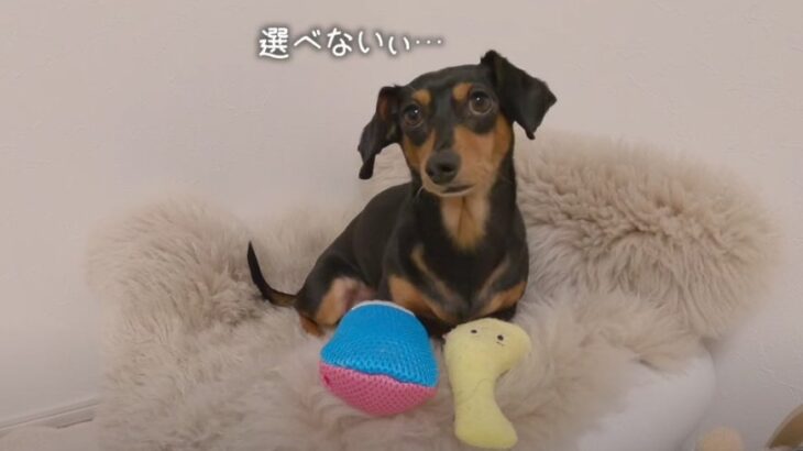 お気に入りのおもちゃ VS 新しいおもちゃ 悩みに悩むわんこが可愛すぎる…！「小さな子供みたい」「表情がたまらん」(ブログ)
