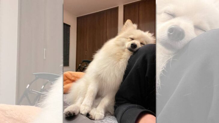 尊すぎる！飼い主さんにもたれかかって寝るワンコに1万人がメロメロ(ブログ)