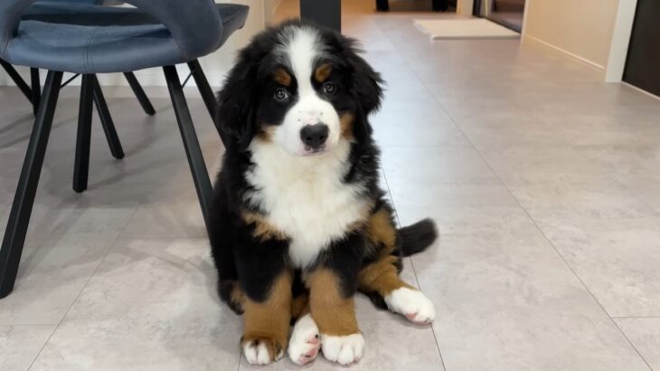生後2ヶ月の大型犬、飼い主との出勤に悶絶する人多数　オフィスのパトロールをする姿に「全てが愛おしい」「ぽてぽてしてかわいい」の声(ブログ)