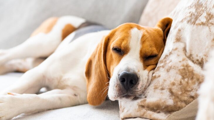 犬にとっての『最高な寝床』とは？5つの作り方と眠りを妨げてしまう環境とは？(ブログ)