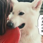 温厚な大型犬が怒った結果…飼い主を守ろうとする子犬『優しすぎる』と絶賛の声「状況を理解してる」「リアルもののけ姫やん」(ブログ)
