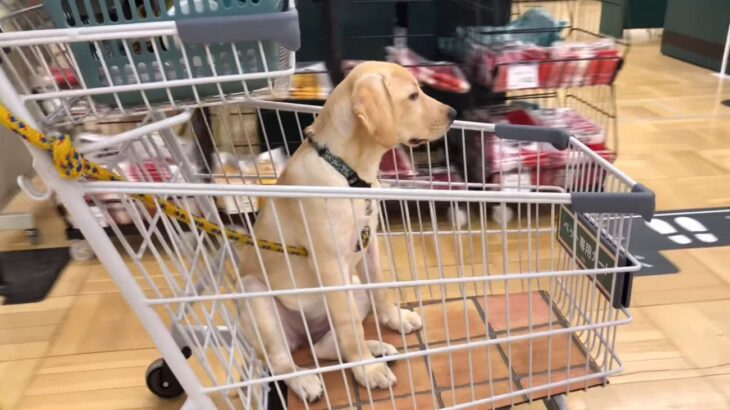 子犬が1日で3つの『初めて』を体験！病院・お買い物・お留守番に挑戦する姿に絶賛の声「可愛い♡」「お利口さん」(ブログ)