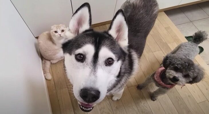 『行かないで…』飼い主さんを引き止めるわんにゃんトリオの自由すぎる行動と結末に爆笑「ズルい！そんな表情されちゃ負け確定だ」(ブログ)