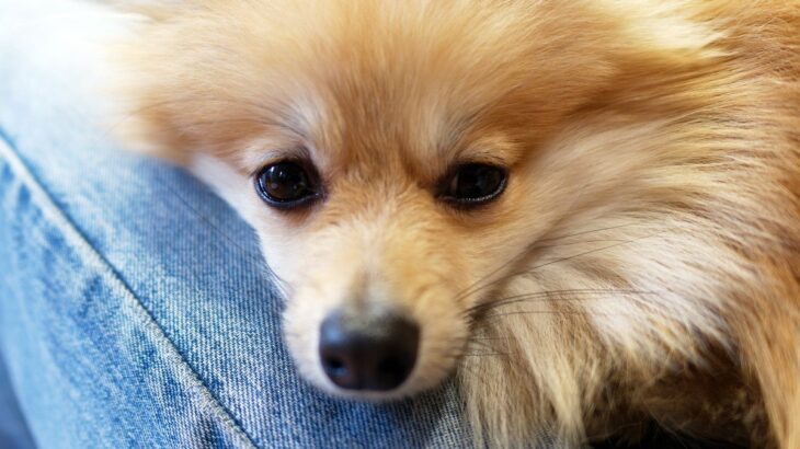 愛犬が突然甘えてくるようになる原因5つ！精神的不安や体調不良がないかしっかり見極めて「喜んでるだけじゃダメだね」(ブログ)