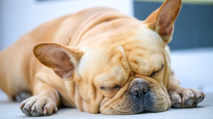 犬の頭の形は睡眠の質に影響するという研究結果(ブログ)
