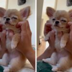 朝に弱い犬…？睡魔と戦うチワワ子犬の姿が睡眠導入効果が高過ぎると話題に「なんだこの可愛い生き物」「犬も朝は眠いのか」(ブログ)