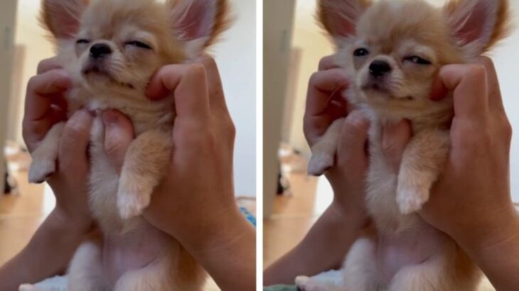 朝に弱い犬…？睡魔と戦うチワワ子犬の姿が睡眠導入効果が高過ぎると話題に「なんだこの可愛い生き物」「犬も朝は眠いのか」(ブログ)