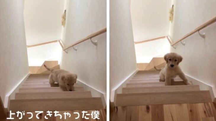 上がってきちゃった…！？階段をよちよち登ってくる子犬が赤ちゃん過ぎた「降りれる…？」「目離せない時期だけど可愛すぎ」(ブログ)