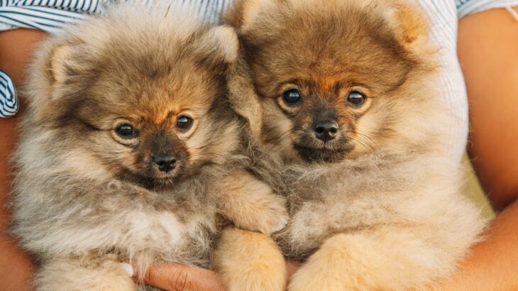 犬の飼い主が絶対にやっている「4つのこと」お迎え前に必ず知っておくべき知識に「しっかり考えて欲しい」「可愛いだけじゃダメ」(ブログ)