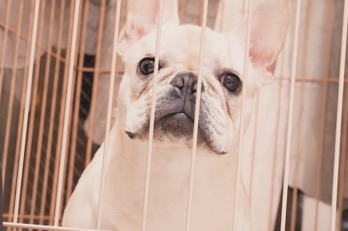 ワンコが飼い主さんと1週間会えなかったら…？再会を喜ぶ姿に27万人ホッコリ 「心が和む」「可愛いしか出てこない」(ブログ)