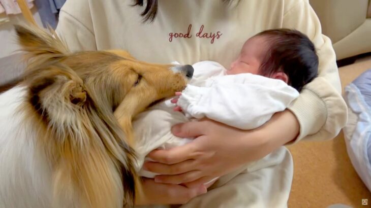 赤ちゃんと初めて会った犬…愛を感じる反応に大絶賛の声「なんでこんなに優しいの」「やさしい世界だ」海外からも注目を集める(ブログ)
