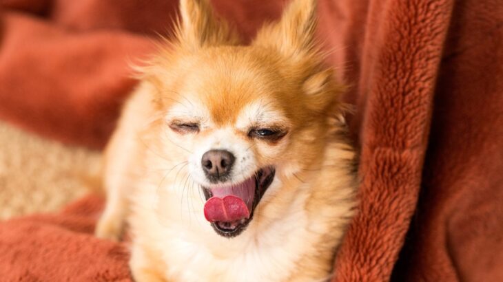 犬がこたつ好きな理由3選！安全に使ってもらうために注意すべきポイントまで　「危険もあるのか」「工夫が必要かも」(ブログ)