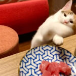 「このマグロは渡さニャい！」お刺し身を取ろうとしてダメダメされる猫→なんとカウンターの猫パンチで「ダメダメ返し」を繰り出してしまう(ブログ)
