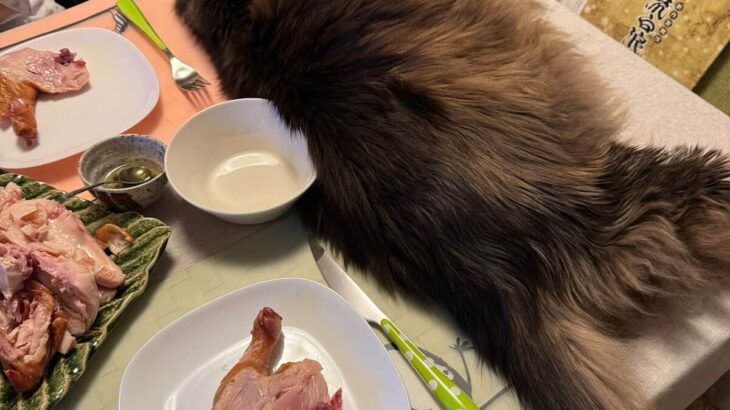 食卓の半分を占拠するビッグボディな猫ちゃん！人間の食事中でも猫をどかさない理由とは？飼い主の獣医さんに聞いてみた(ブログ)