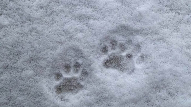 【庭猫オレオ】大雪の日に足跡を見かけてから10ヶ月！飼い主さんが明かす、庭に現れた野良猫が家猫になるまでの感動ストーリー(ブログ)