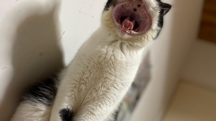 アゴが外れてませんか…？豪快すぎる猫ちゃんの大きなあくび姿が、まるで漫画みたいでビックリしてしまう(ブログ)