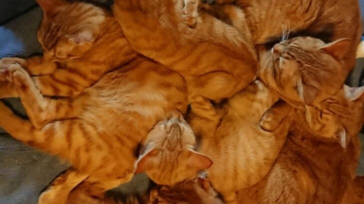 朝起きたら9匹の茶トラ猫がベッドに寝ていた！飼い主さんに話を聞いてみると…数年前に寝床を奪われていたことが判明(ブログ)